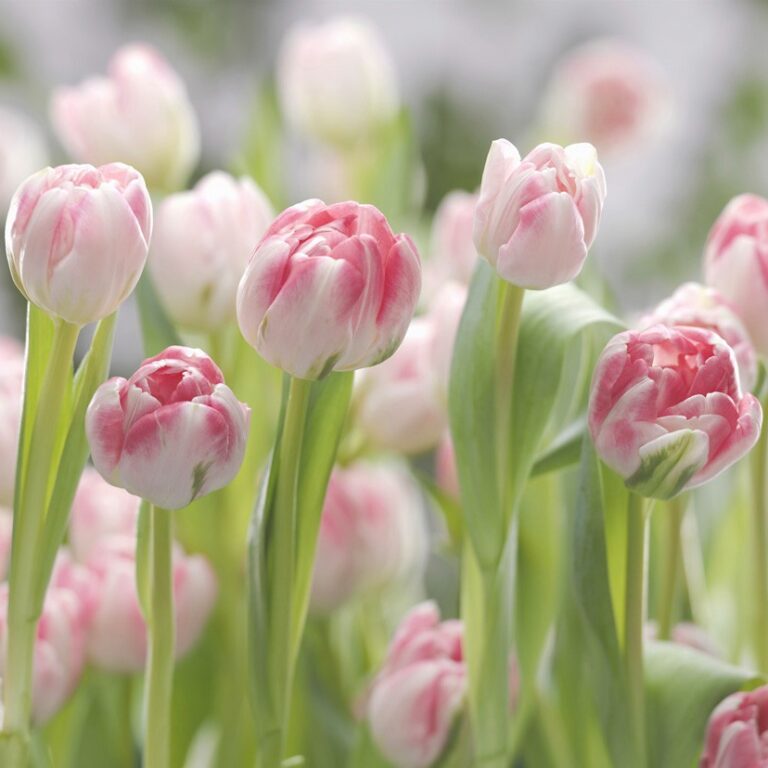 Foto behang Secret Garden 8-708