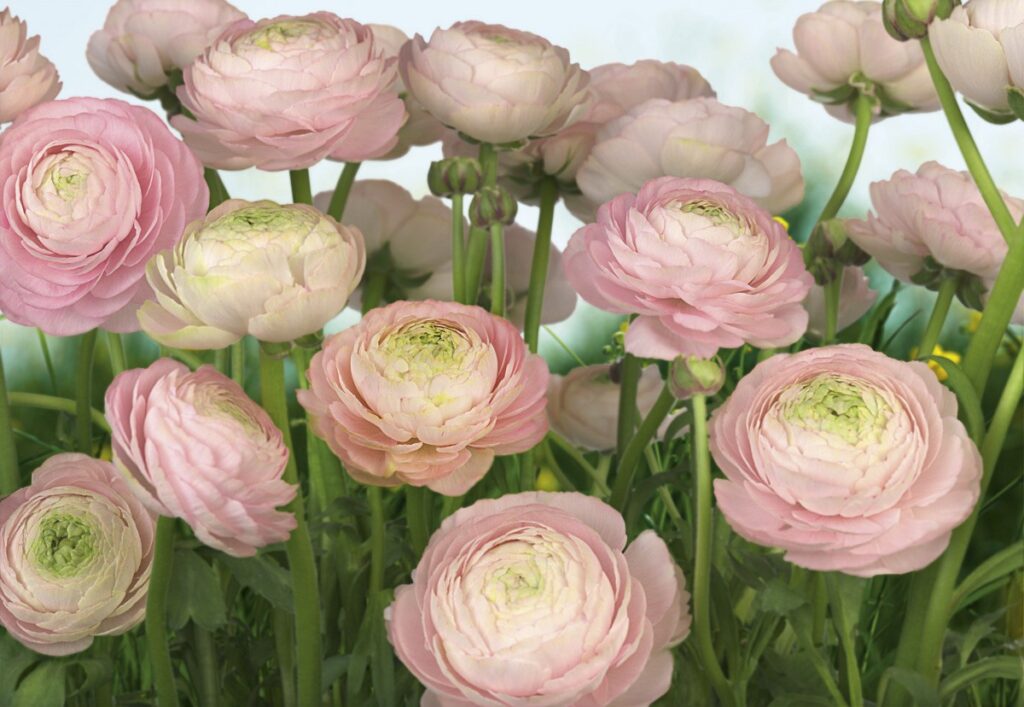 Foto behang Gentle Rose 8-894