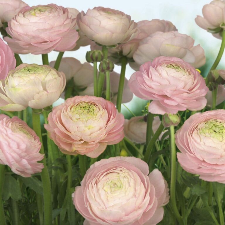 Foto behang Gentle Rose 8-894