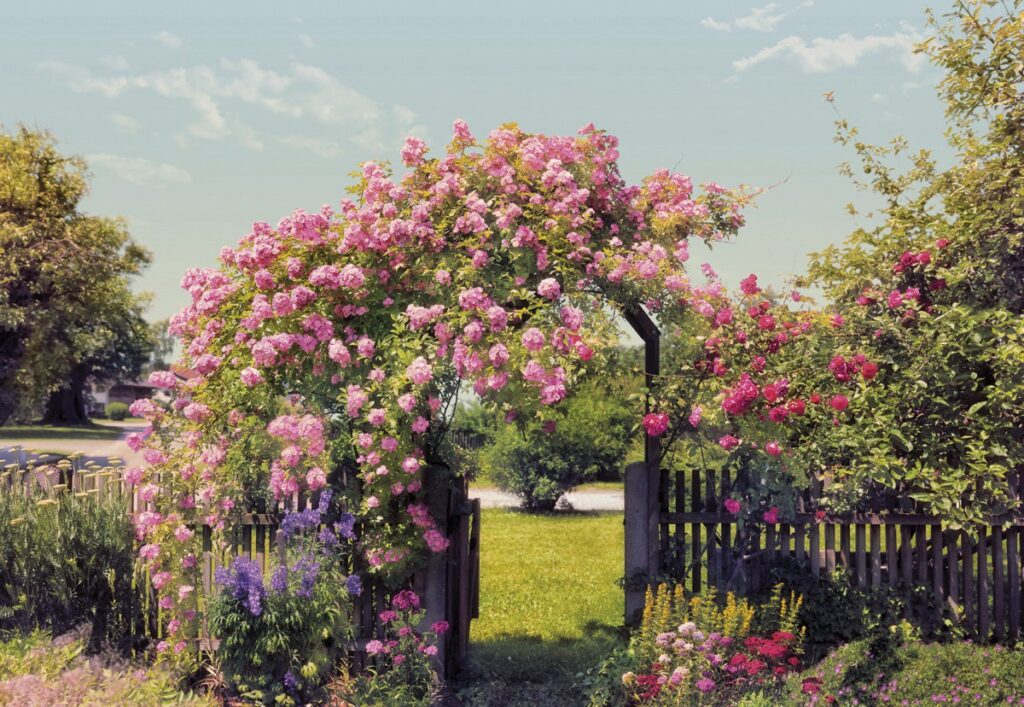 Foto behang Rose Garden 8-936