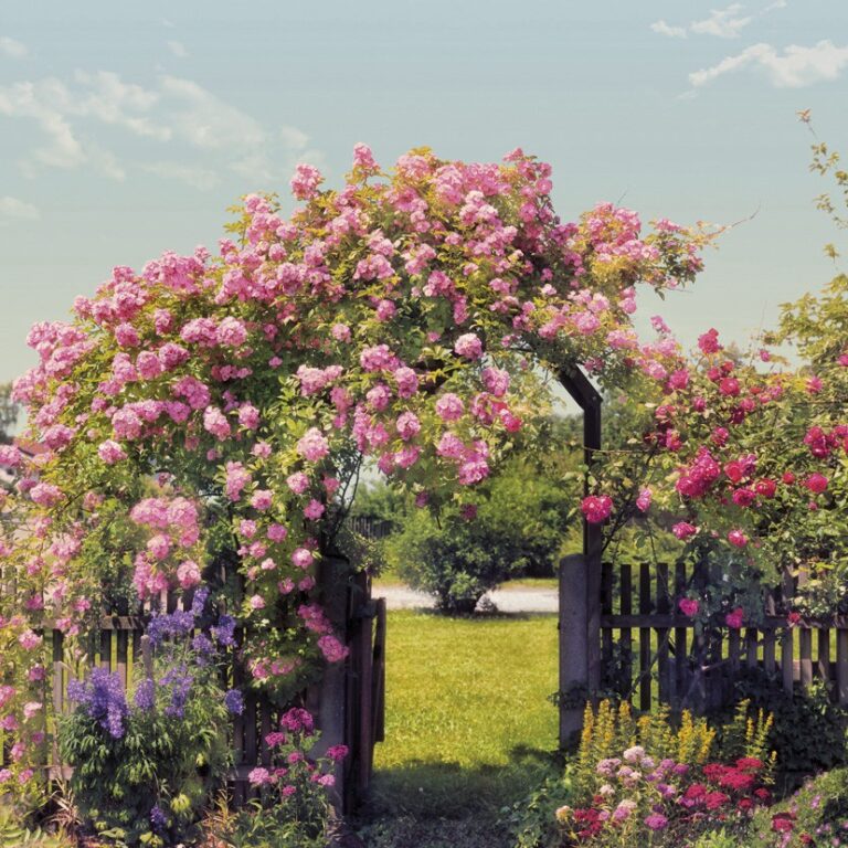 Foto behang Rose Garden 8-936