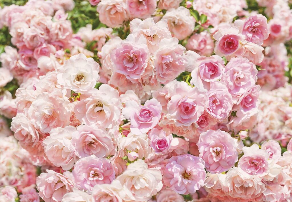 Foto behang Rosa 8-937