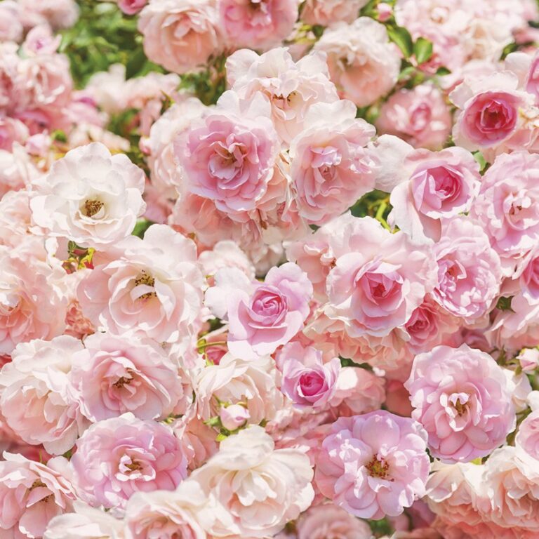 Foto behang Rosa 8-937