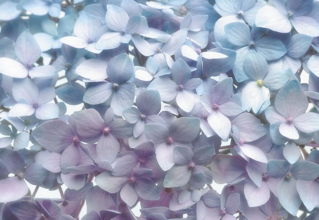 Foto behang Light Blue 8-961
