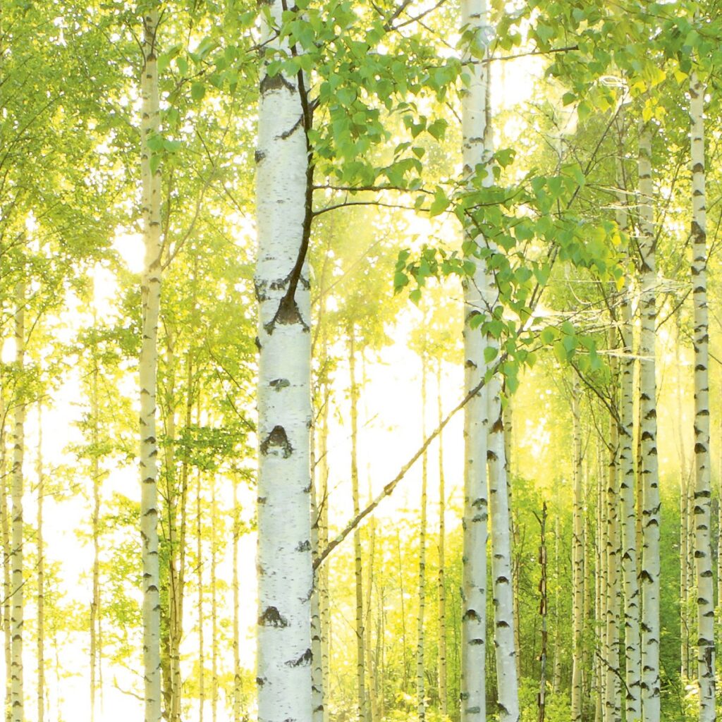 Foto behang Scenics Sunday 8-932 - Afbeelding 3