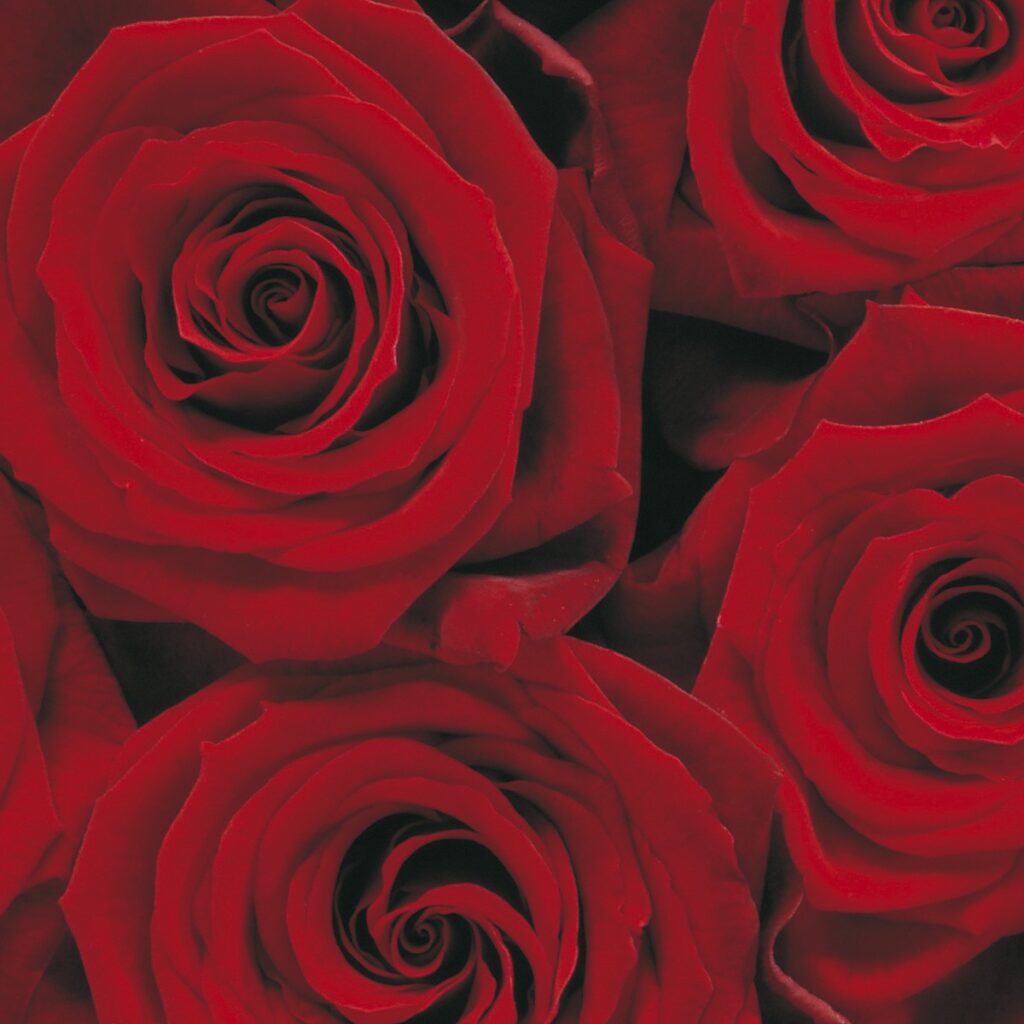 Foto behang Roses 4-077 - Afbeelding 3