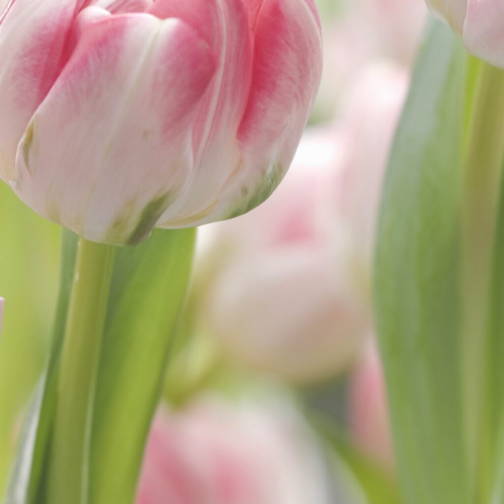 Foto behang Secret Garden 8-708 - Afbeelding 3