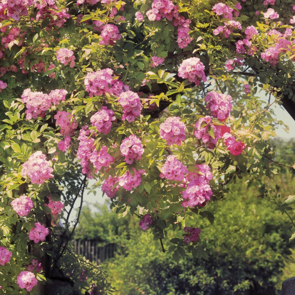 Foto behang Rose Garden 8-936 - Afbeelding 3