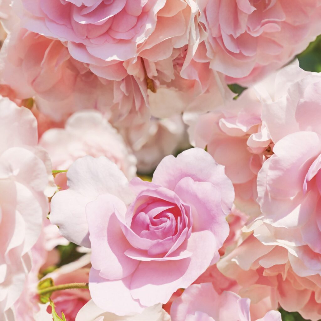 Foto behang Rosa 8-937 - Afbeelding 3