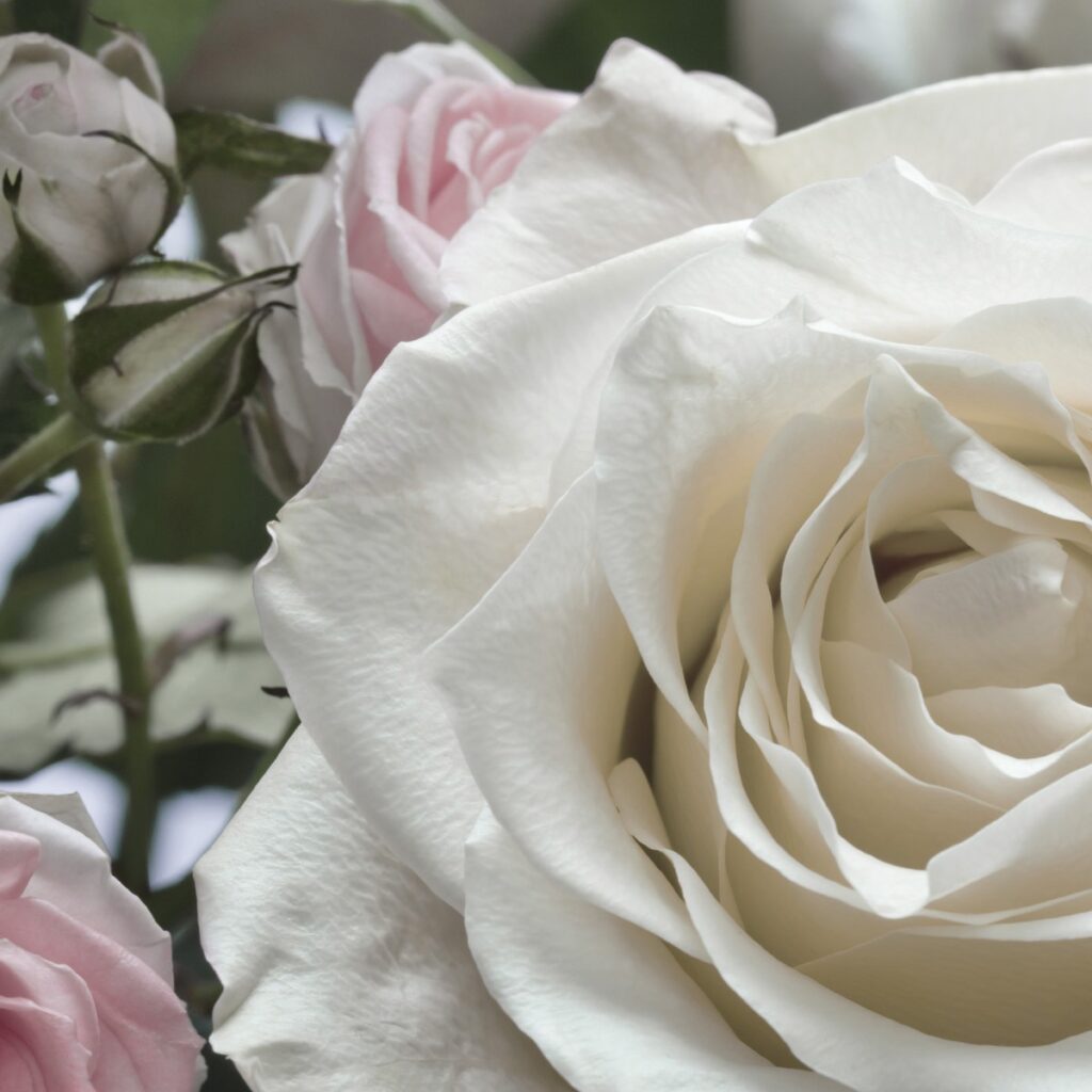Foto behang Floraison 8-736 - Afbeelding 3