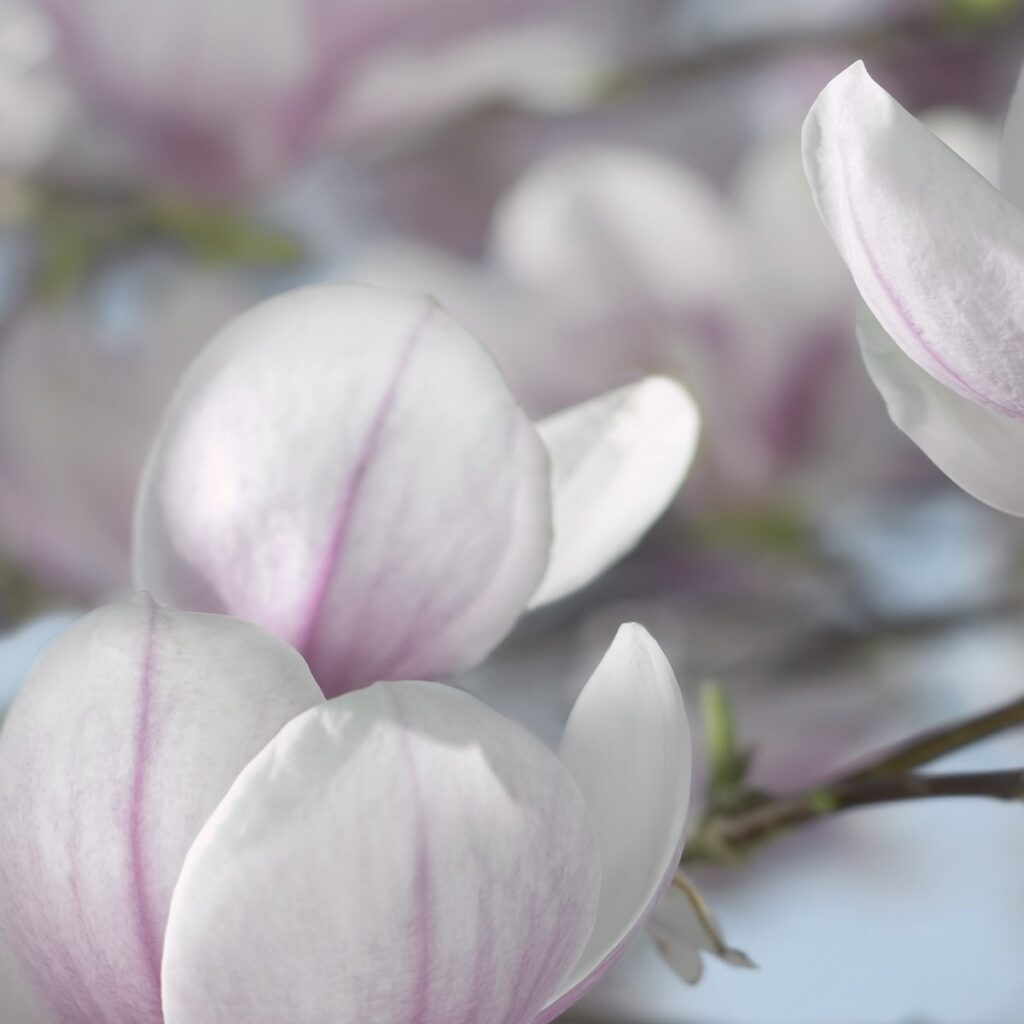 Foto behang Magnolia 8-7368 - Afbeelding 3