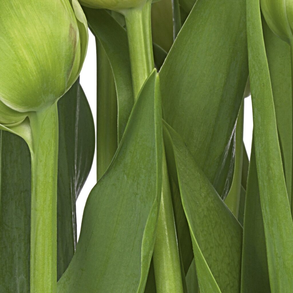 Foto behang Tulips 8-900 - Afbeelding 3