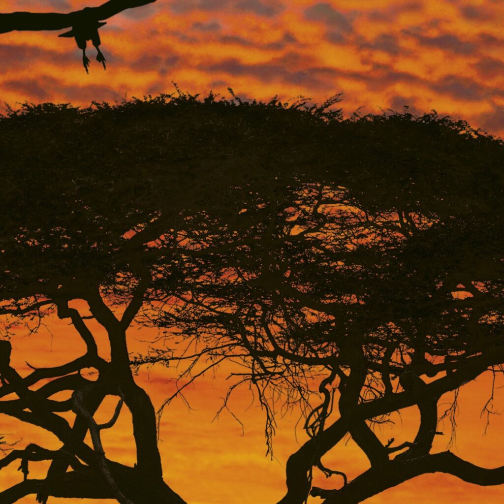 Foto behang African Sunset 4-501 - Afbeelding 3