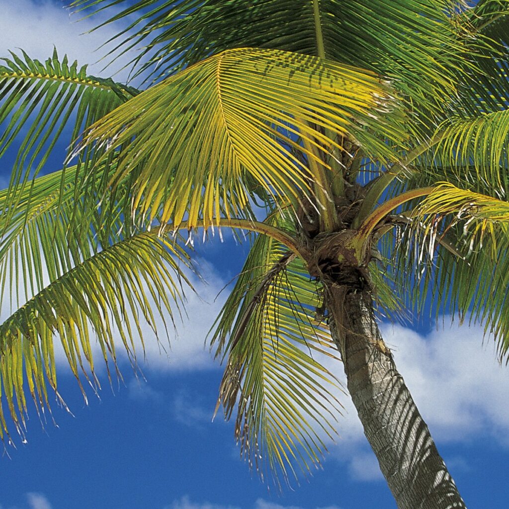 Foto behang Ari Atoll 4-883 - Afbeelding 3