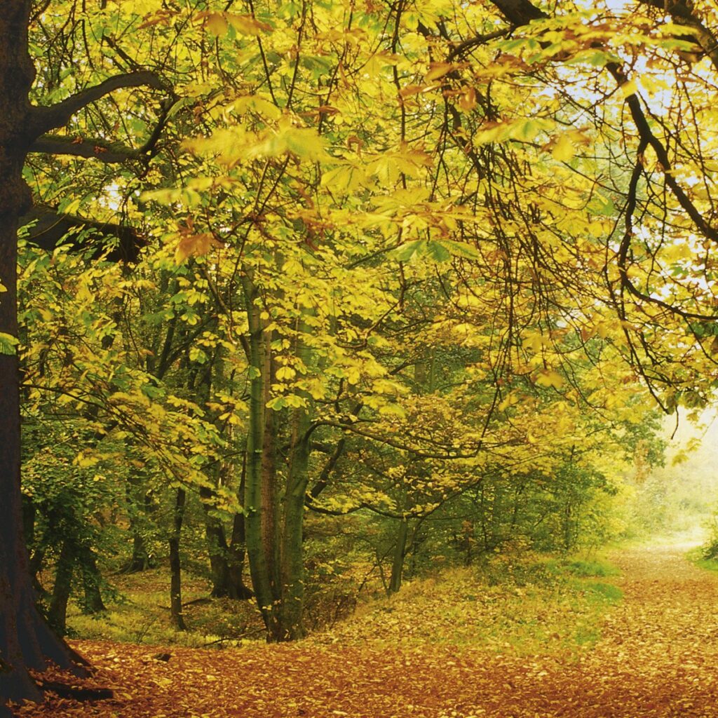 Foto behang Autumn 8-068 - Afbeelding 3