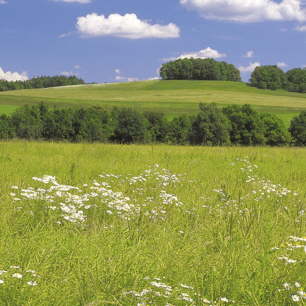 Foto behang Meadow 8-254 - Afbeelding 3