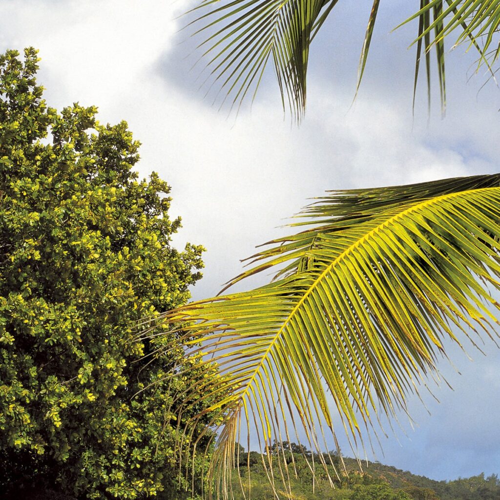 Foto behang Praslin 8-885 - Afbeelding 3