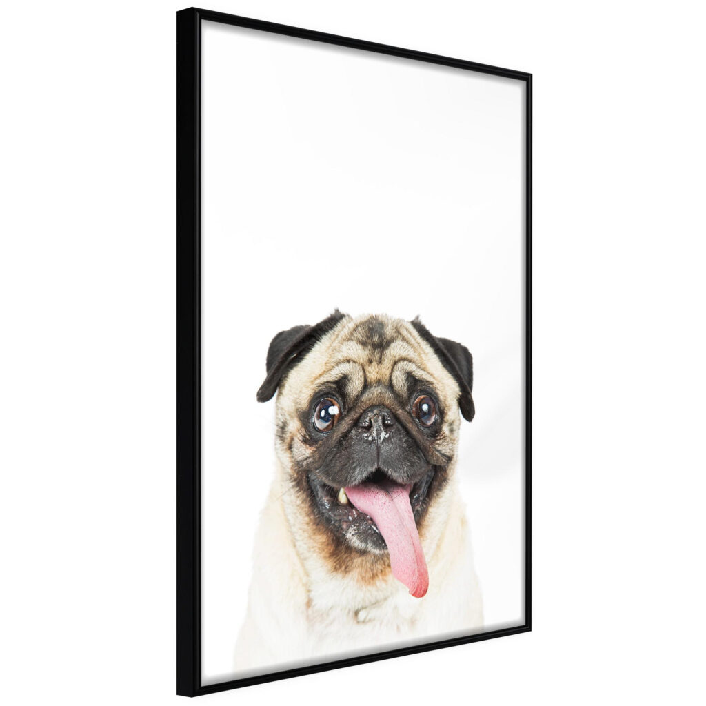 Funny Pug