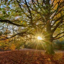 Foto behang Oude beukenboom Holland 2032