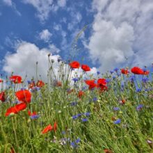 Foto behang Bermbloemen Holland 2036