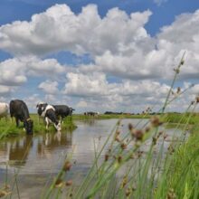 Foto behang Koeien bij sloot Holland 2128