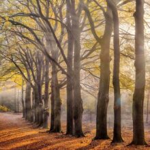 Foto behang Herfst Holland 2144