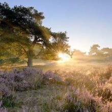 Foto behang Ederheide zonsopgang Holland 2152