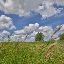 Foto behang Eemland grasland Holland 2166