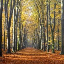 Foto behang Bospad Holland 2201