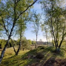 Foto behang Berken bij de Mossel Holland 3495