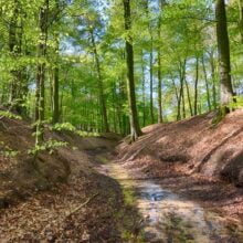 Foto behang Mariendaal Bosbeek Holland 3506