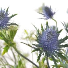 Foto behang Blauwe Distels Holland 3869