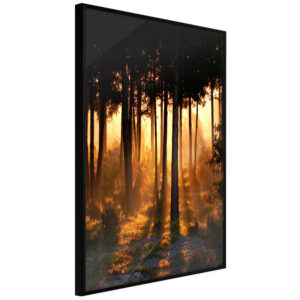 Dark Tree Tops
