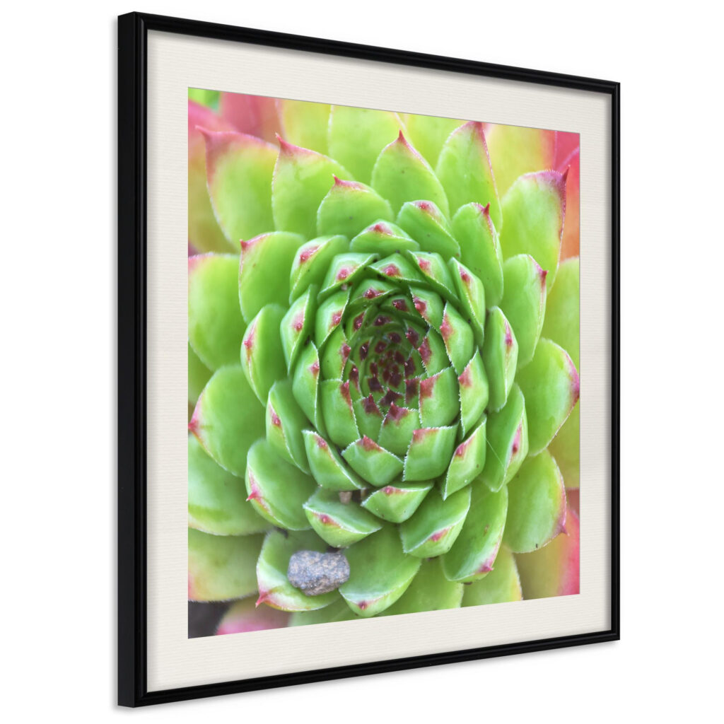 Stone Rose (Square) - Afbeelding 2