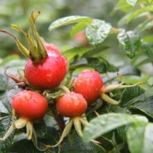 Foto behang Rozebottels Holland 4088