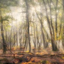 Foto behang Herfstbos Holland 4707