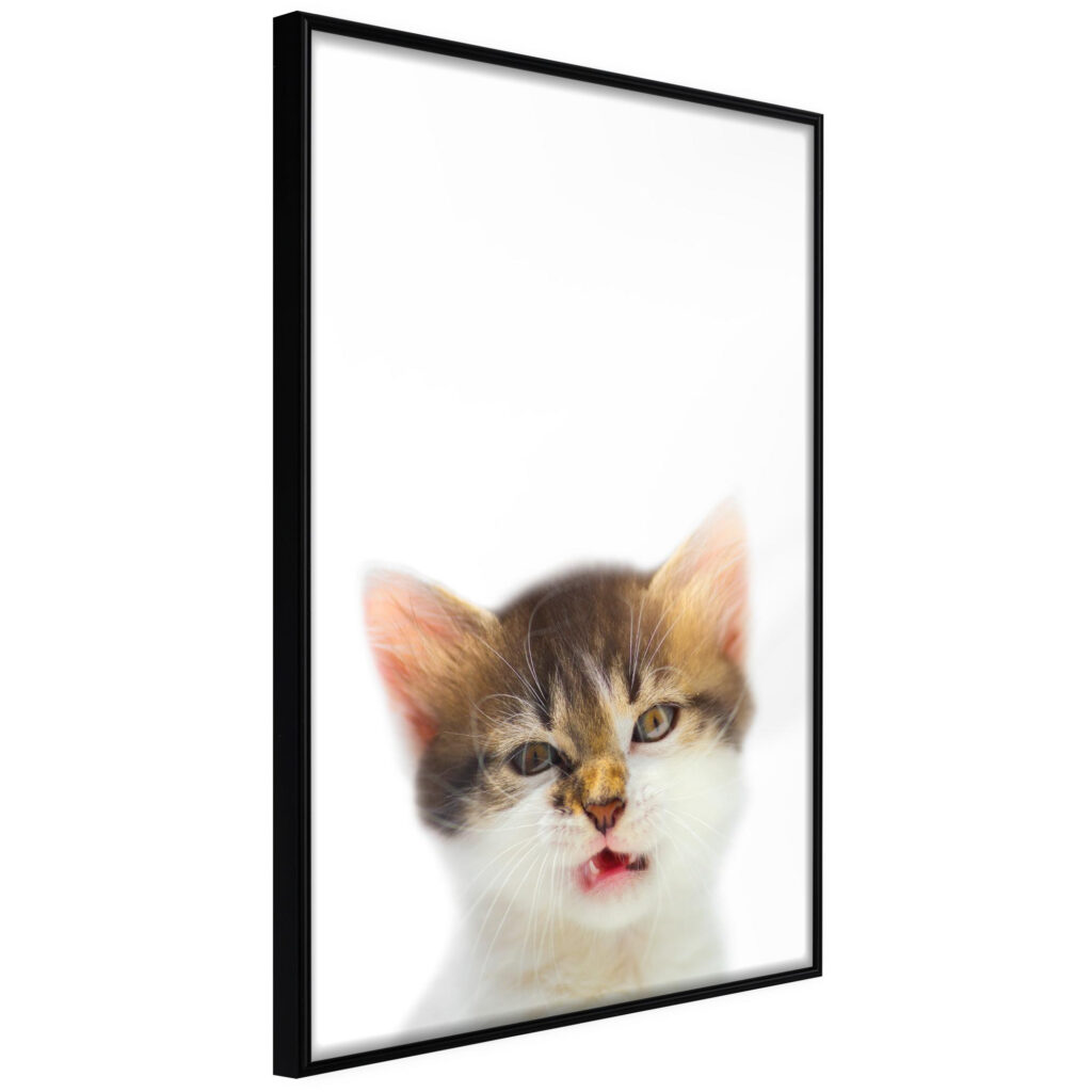 Funny Kitten