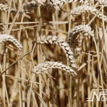 Foto behang Whole Wheat Noordwand