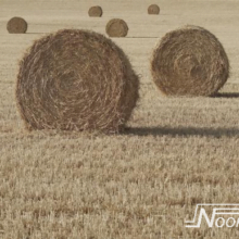 Foto behang Hayday Noordwand