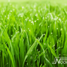 Foto behang Grass Noordwand