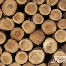 Foto behang Wood Logs Noordwand