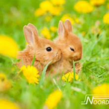 Foto behang Rabbit Field Noordwand