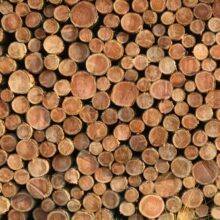 Foto behang Boomstammen Holland 5567