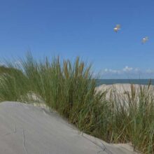 Foto behang Duinen Holland 5598