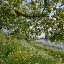 Foto behang Appeldijkje Betuwe Holland 5789