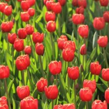 Foto behang Tulpen Holland 6224