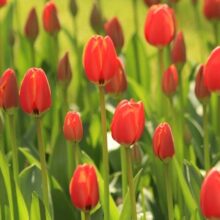 Foto behang Tulpen 2 Holland 6226