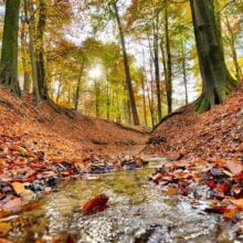 Foto behang Bos beek Herfst Holland 6604