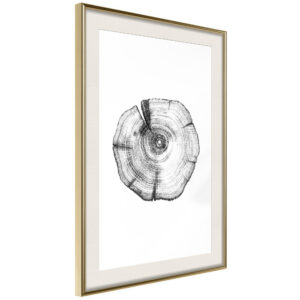 Tree Rings