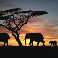 Foto behang Olifant bij boom 70002 Dutch Digiwall